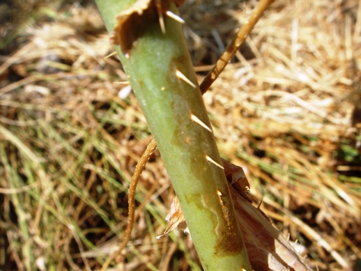 Lactuca virosa / Lattuga selvatica